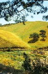 Portugal - Algarve - Alferce (concelho de Monchique): golden hillside / colina dourada - photo by T.Purbrook
