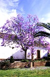 Portugal - Algarve - Silves: jacaranda em flor - photo by T.Purbrook