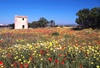 Portugal - Algarve - Pera (Concelho de Albufeira): mill and wild flowers - moinho e flores selvagens - campo de papoilas e malmequeres - photo by Tony Purbrook
