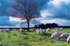 Portugal - Vale da Mula (Concelho de Almeida): eden rural - ovelhas a pastar / rural eden - sheep grazing - photo by M.Durruti