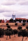 Figueira e Barros - concelho de Avis: on the olive orchards - nos olivais - photo by M.Durruti