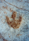 Portugal - Ribatejo - P da Pedreira (Alcanede, concelho de Santarem): pegadas de dinossauro / P da Pedreira: dinosaur footprint - photo by M.Durruti