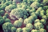 Torro: pinhal / pine tree forest - photo by M.Durruti