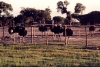 guas de Moura (Concelho de Alccer do Sal): ostrich farm / criao de avestruzes - photo by M.Durruti