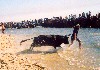 Portugal - Rosrio (Concelho da Moita): touro numa largada na praia - photo by M.Durruti