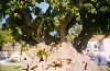 Portugal - Almada: rvore gigante junto ao castelo - photo by M.Durruti