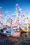 Portugal - Moita do Ribatejo: orgia de bandeiras - barcos decorados para as festas de Nossa Sra da Boa Viagem - photo by M.Durruti