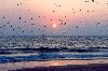 Portugal - Costa da Caparica (Concelho de Almada):  seagulls at sunset / gaivotas ao pr do sol - photo by M.Durruti