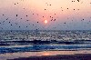 Portugal - Costa da Caparica (Concelho de Almada):  seagulls at sunset / gaivotas ao pr do sol - photo by M.Durruti