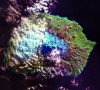 Marion island, Prince Edward islands: satellite image - Southern Ocean - photo from NASA, John C. Stennis Space Center (in P.D.)
