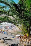 Portugal - Algarve - Praia da Luz  (concelho de Lagos): on the Beach - palmeira (photo by D.S.Jackson)