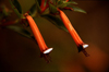 Reunion / Reunio - twin trumpet flowers in the forest - Brugmansia - photo by W.Schipper