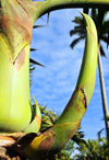 Reunion: spindle palm - inflorescence sprouting - photo by M.Torres