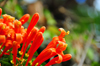 Reunion / Reunio - orange flowers - Liane aurore - Flor-de-So-Joo - Flame vine - Pyrostegia venusta - photo by M.Torres