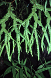 Reunion / Reunio - fern leaves - photo by W.Schipper