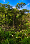 Reunion / Reunio - giant fern - Foret de Bebour - Fanjan Fougre - Bebour forest - photo by W.Schipper