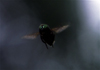 Reunion / Reunio - a fly flies - insect - photo by W.Schipper