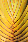 La Runion / Reunio - traveler's palm - Arbre du Voyageur - Ravenale - Ravenala madagascariensis - Musaceaes - photo by M.Torres