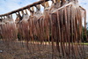 Anse Baleine, Rodrigues island, Mauritius: octopuses drying by the coast - photo by M.Torres