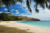 Pointe Coton beach, Rodrigues island, Mauritius: beach and Casuarina trees - photo by M.Torres