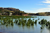 Baie du Nord, Rodrigues island, Mauritius: mangrove and coastal road - photo by M.Torres