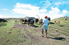 Rodrigues: young boy looking after cattle in the fields (photo by Gilbert Soobraydoo)