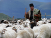 Bucegi mountains, Prahova county, Muntenia, Romania: shepherd with his herd of sheep - Southern Carpathians - photo by J.Kaman