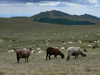 Bucegi mountains, Prahova county, Muntenia, Romania: sheep herd in Bucegi National Park - Southern Carpathians - photo by J.Kaman