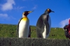 Crozet islands - Possession island: close-up of two king penguins (photo by Francis Lynch)