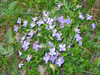 Russia - Kabardino-Balkaria - Baksan valley: mountain flowers (photo by D.Ediev)