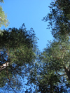 Russia - Kabardino-Balkaria - Baksan valley: forest (photo by D.Ediev)