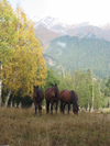Russia - Karachay-Cherkessia - Arkhyz: Karachay horses (photo by Dalkhat M. Ediev)