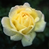 Russia - Krasnodar kray: yellow rose with dew (photo by Vladimir Sidoropolev)