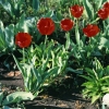 Russia - Krasnodar kray: tulips- tulipa (photo by Vladimir Sidoropolev)