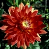 Russia - Krasnodar kray: Dahlia - dalia (photo by Vladimir Sidoropolev)