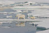 Russia - Bering Strait (Chukotka AOk):  Polar Bear and cub on the ice - Arctic ocean - Chukchi sea (photo by R.Eime)