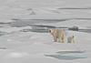 Russia - Bering Strait (Chukotka AOk):  Polar Bear and cub on the ice II (photo by R.Eime)