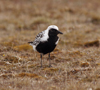Wrangel Island / ostrov Vrangelya, Chukotka AOk, Russia: Black Breasted Plover on the ground - Charadrius squatarola - migrant bird, nests in the Arctic - photo by R.Eime