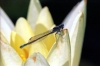 Russia - Krasnodar kray: dragonfly on a lotus flower (photo by Vladimir Sidoropolev)