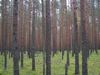Russia - Pereslavl-Zalessky area: Russian forest - photo by J.Kaman