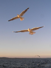 Russia - Arkhangelsk Oblast: pair of seagull in flight - photo by J.Kaman