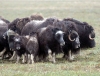 Russia - Wrangel Island / ostrov Vrangelya (Chukotka AOk): Musk Ox - Ovibos moschatus - arctic mammal - UNESCO World Heritage Site (photo by R.Eime)