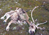 Wrangel Island / ostrov Vrangelya, Chukotka AOk, Russia: reindeer carcass  - skeleton on the tundra - photo by R.Eime