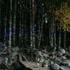 Lake Baikal, Buryat Republic, Siberia, Russia: Kurort Arschan in Sayan Mountains, part of South Siberian mountains - Buryatic tradition in the forest - fabric strips on trees as a supersticious symbol for return - photo by A.Harries