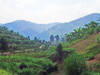 Rwanda: banana plantations in the mountains - photo by T.Trenchard