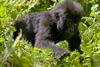 Volcanoes National Park, Northern Province, Rwanda: a baby Mountain Gorilla of the Sabyinyo is the future of this endangered species - Gorilla beringei beringei - photo by C.Lovell