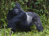 Volcanoes National Park, Northern Province, Rwanda: Mountain Gorilla - Gorilla beringei beringei - Gorundha, of the Sabyinyo Group, displaying his Silver - photo by C.Lovell