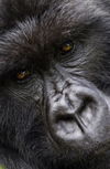 Volcanoes National Park, Northern Province, Rwanda: face of a male Mountain Gorilla of the Kwitonda Group - Gorilla beringei beringei - on the endangered species list - photo by C.Lovell