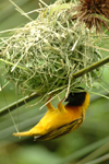 Africa - Rwanda: bird making a nest - Golden-backed Weaver - Ploceus jacksoni - photo by J.Banks
