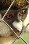 Africa - Rwanda: caged Golden Monkey - cercopithecus mitis kandti - photo by J.Banks